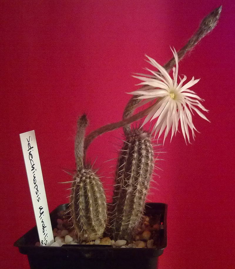 Echinopsis mirabilis